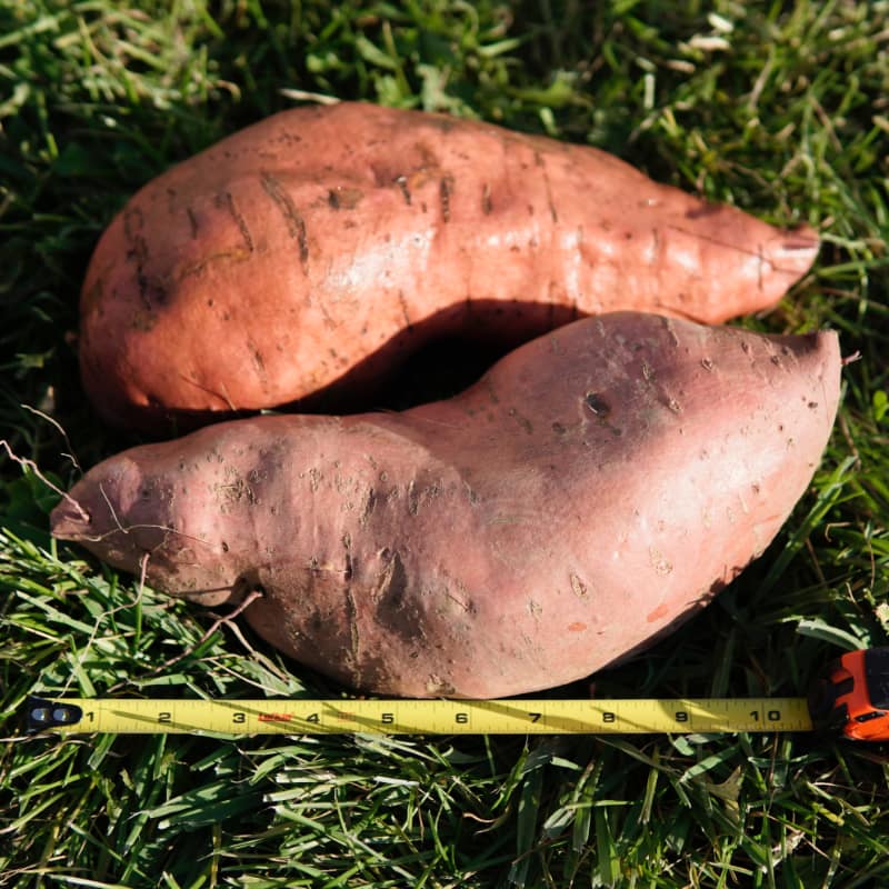 Sweet Potatoes - Jumbo